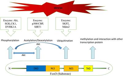 Perspectives for Forkhead box transcription factors in diabetic cardiomyopathy: Their therapeutic potential and possible effects of salvianolic acids